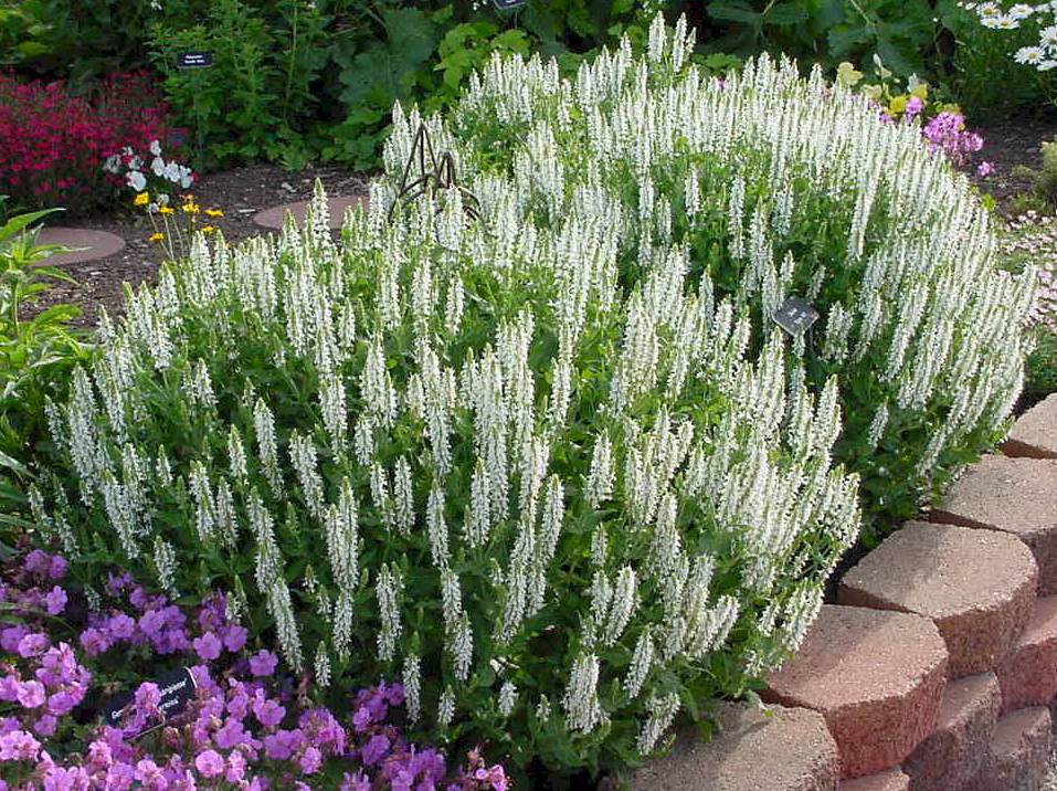 Top 10 Best Perennials for a Central Illinois Landscape